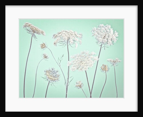 Cow parsley flowers by Assaf Frank